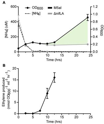 Resource Allocation During the Transition to Diazotrophy in Klebsiella oxytoca